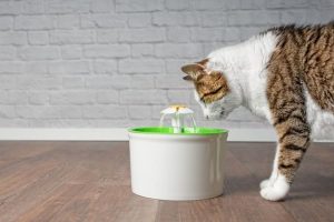 Do You Need A Cat Fountain?